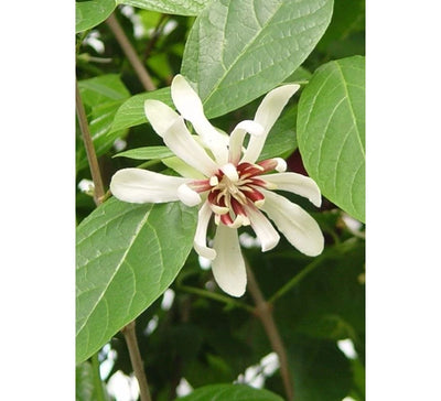 ACCA KAPPA "Scented Candle" - Calycanthus