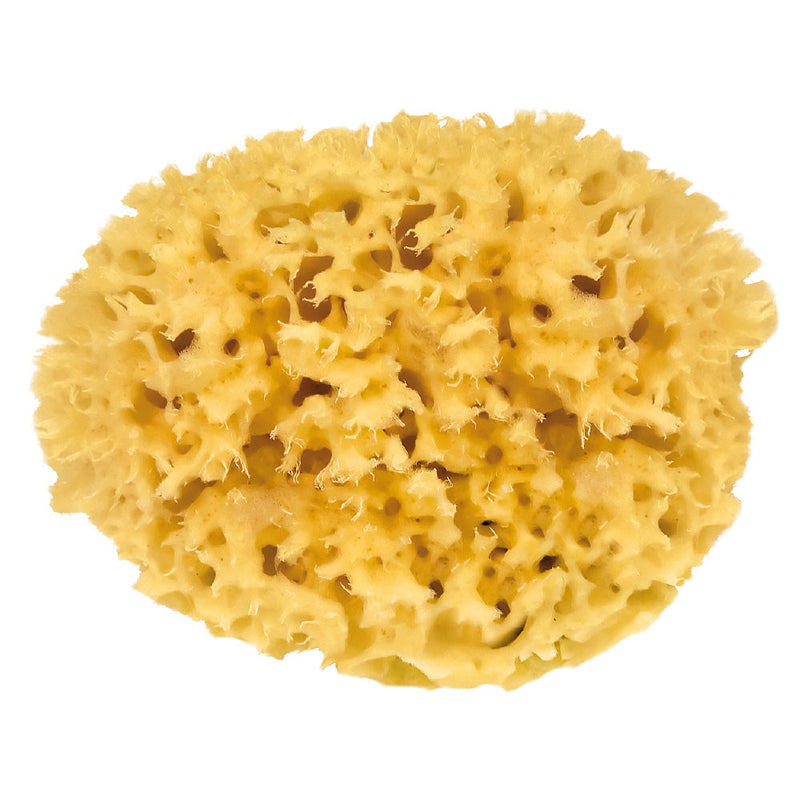 Croll & Denecke "Mediterranean" Natural Sea Sponge - 12cm