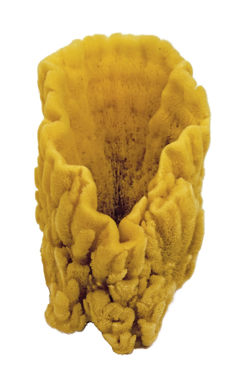 Croll & Denecke "Decorative Caribbean Sponge" ca. 15-25cm - (M)