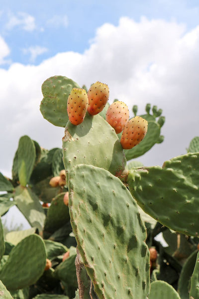 Saponificio Varesino "Opuntia" – Bath Soap 150g